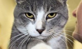 Sips & Strays Raises Funds for FSPCA