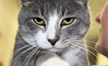 Sips & Strays Raises Funds for FSPCA