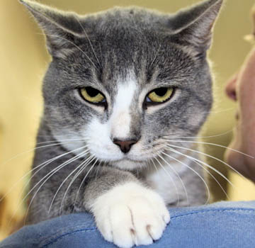 Sips & Strays Raises Funds for FSPCA