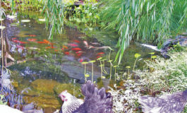 A fish farmer dives back into the pond