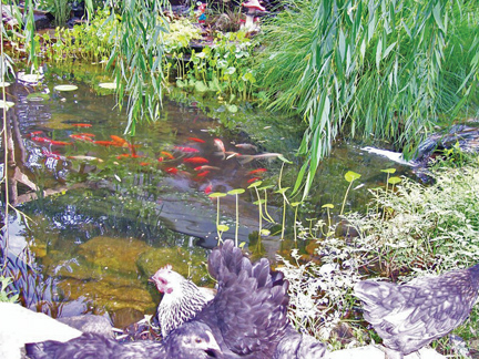 A fish farmer dives back into the pond