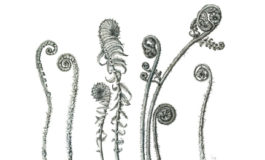 Artist talks about drawing botanicals