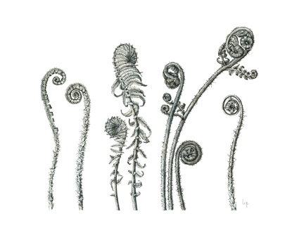 Artist talks about drawing botanicals