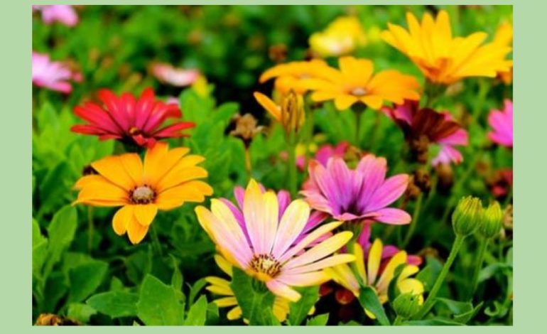 Garden Club presents award for prayer garden