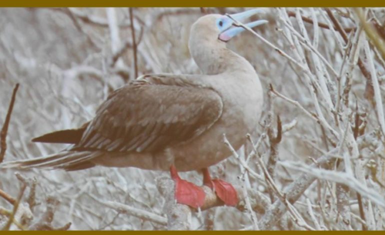 Trip to Galapagos a dream come true
