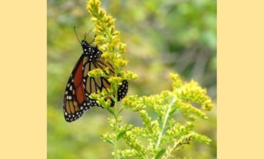 Monarch butterfly population responds to milkweed plantings