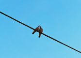 Shoot at “Wings, Not Wires” this dove-hunting season