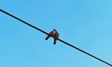 Shoot at “Wings, Not Wires” this dove-hunting season
