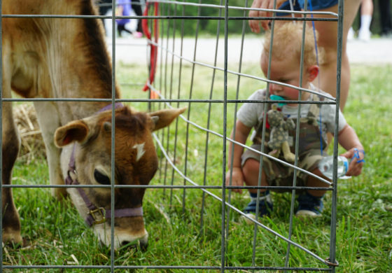 Old Farm Day draws thousands