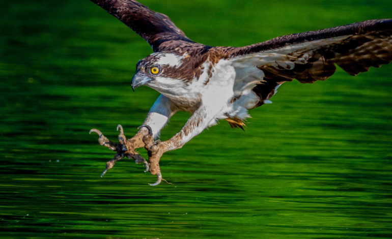 The Ospreys of Fluvanna County