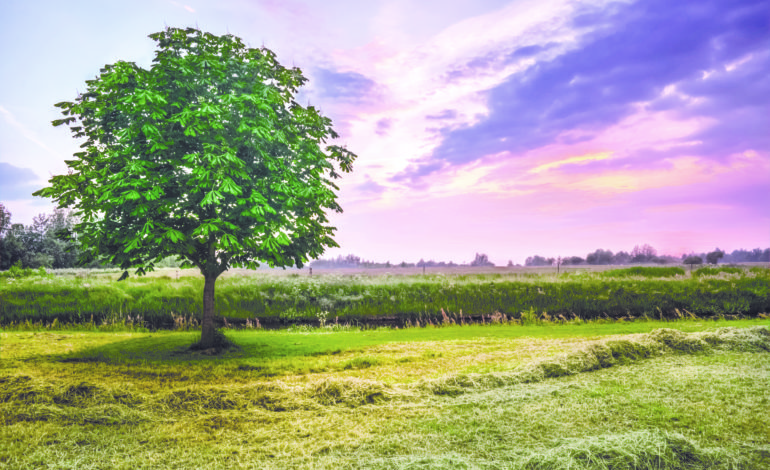 The return of the American chestnut tree in Fluvanna