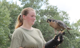 Birds of prey visit the Lake