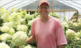 Full Moon Blooms where hydrangeas rule