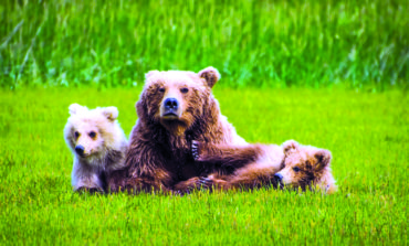 Photographer to give talk on grizzly bears in Alaska