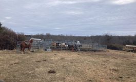 Cattle, horses, seized by sheriff’s office