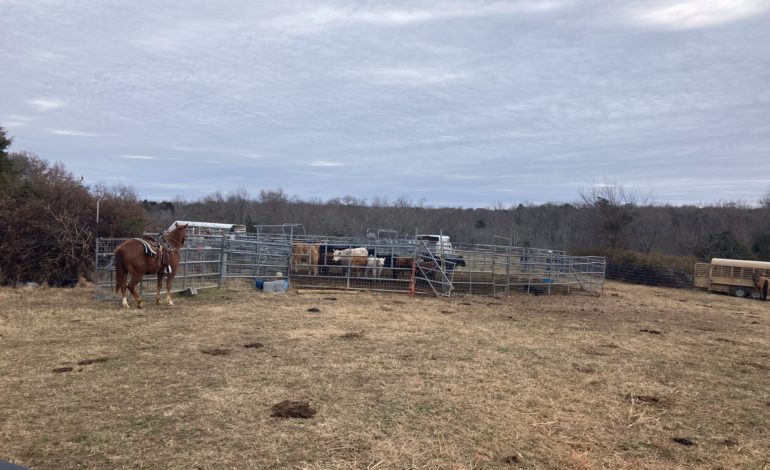 Cattle, horses, seized by sheriff’s office
