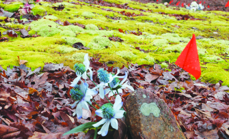 Virginia Humanities awards grant to Fluvanna Historical Society for cemetery work