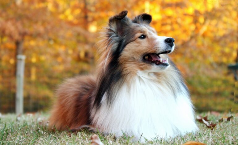 Creatures Great and Small Festival showcases eleven animal welfare organizations