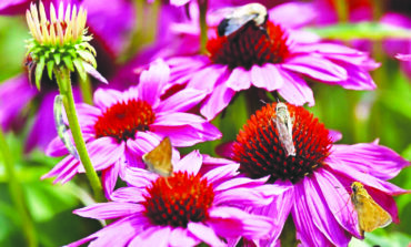 Pleasant Grove Park Butterfly Garden abuzz