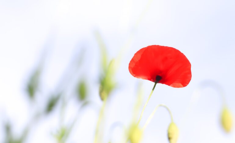 Nourishing Resiliency Training; A way at looking at ourselves