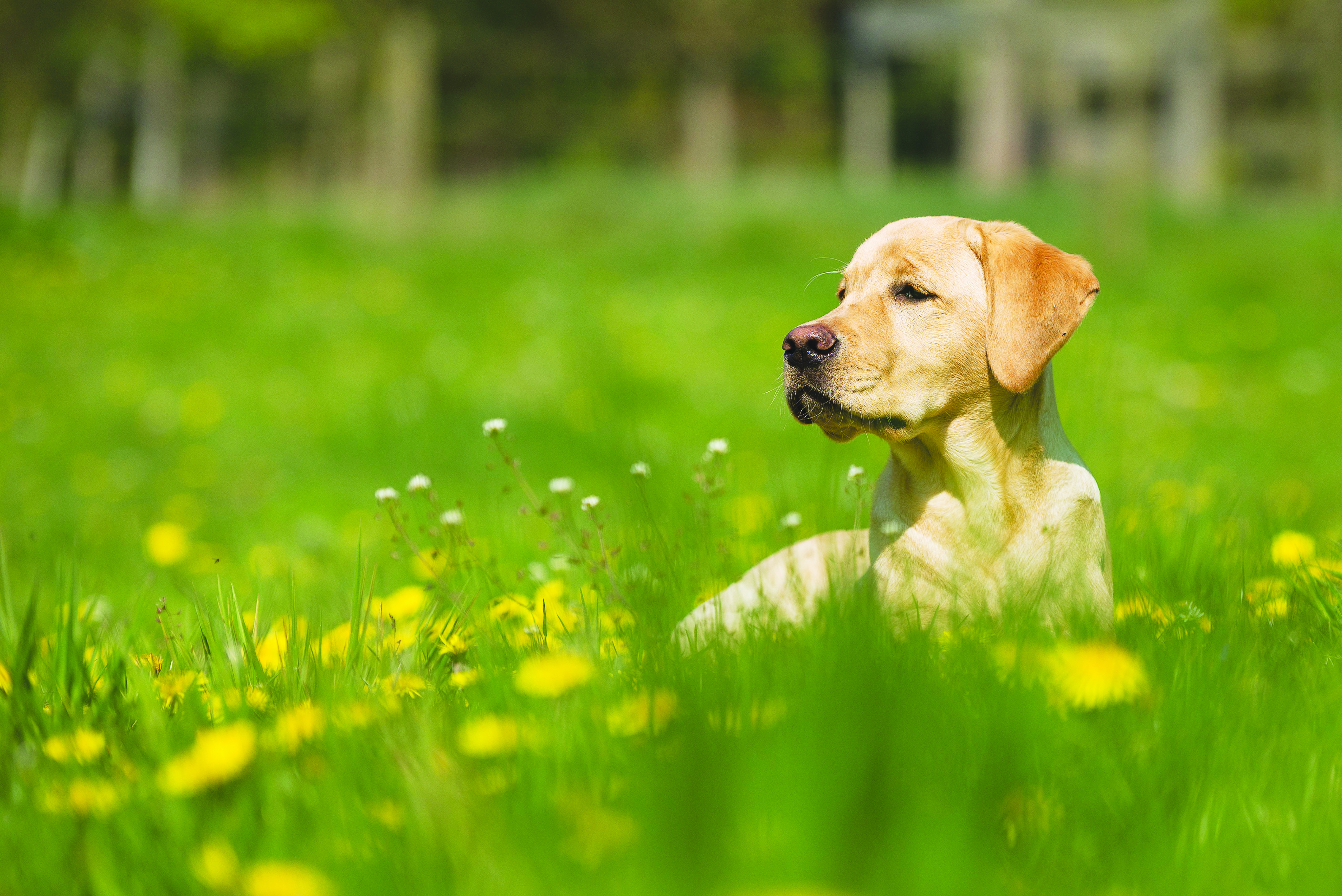 Dogs at Pleasant Grove, new short-term rental ordinance, fill short supervisors’ meeting