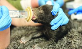 Three tiny bear cubs in critical care at the Wildlife Center of Virginia