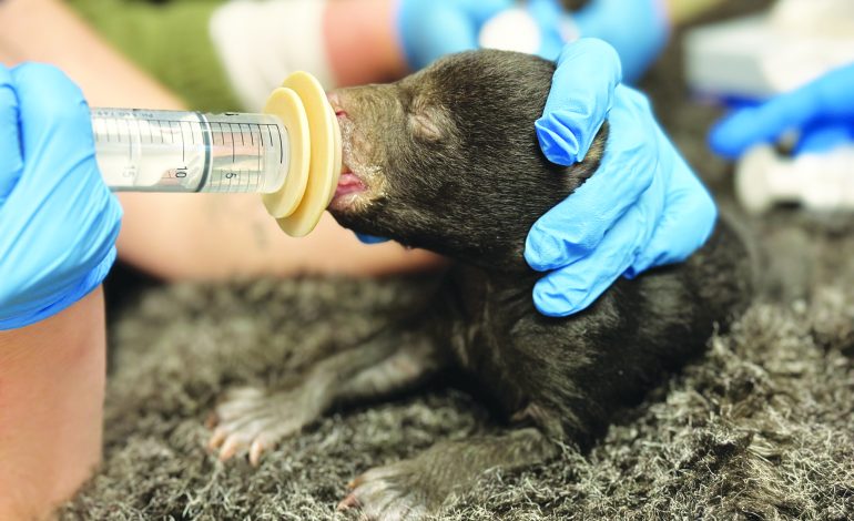 Three tiny bear cubs in critical care at the Wildlife Center of Virginia