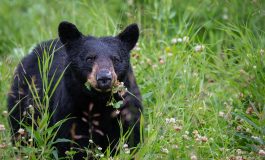 Living with black bears