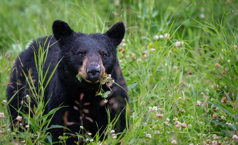 Living with black bears