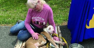 Fluvanna SPCA needs fosters and volunteers