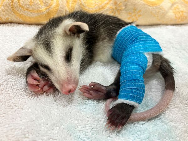 Spring is the time for wildlife mothers