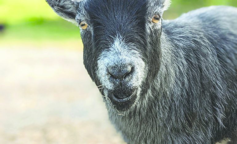 Animal rescue groups to hold Creatures Great & Small Festival 