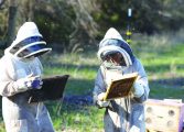 Bees are busy at  Edgewood Apiaries and Farm