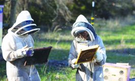 Bees are busy at  Edgewood Apiaries and Farm