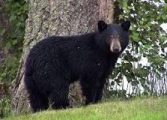 An inside look at the world of orphaned bear cubs