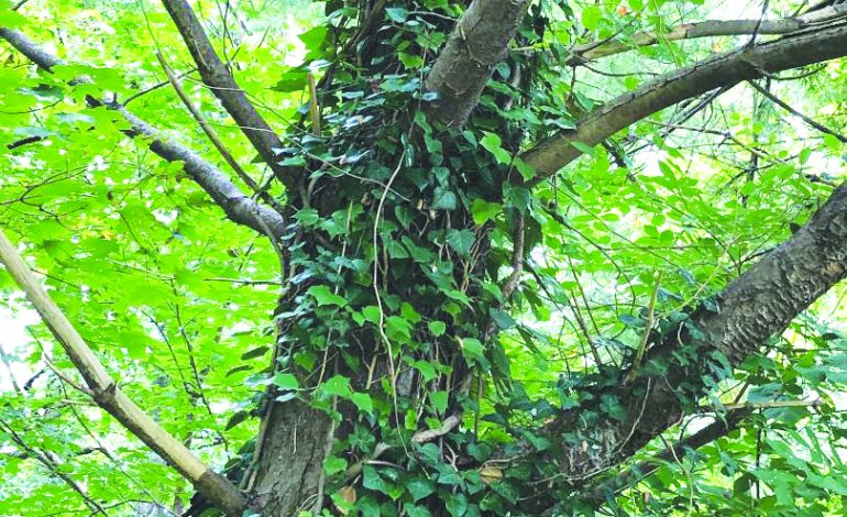 Fluvanna Master Gardener Seminar takes on invasive plants