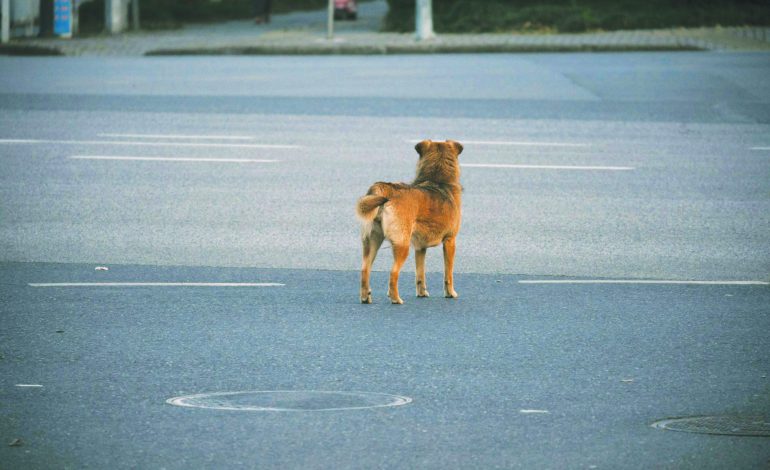Lake directors hear about dangerous dogs