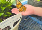Butterfly house opens