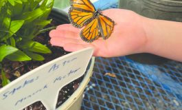 Butterfly house opens