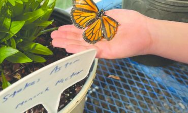 Butterfly house opens