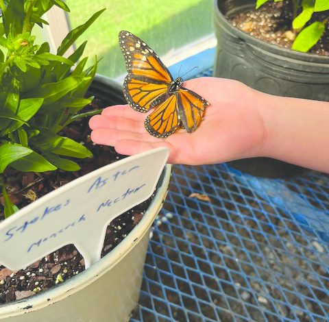 Butterfly house opens
