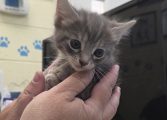 Pause before rescuing outdoor kittens