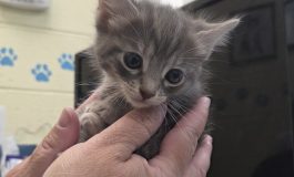 Pause before rescuing outdoor kittens