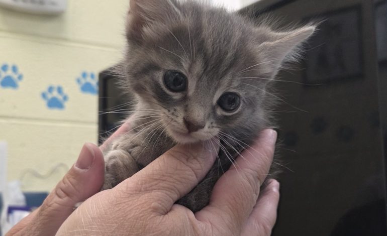 Pause before rescuing outdoor kittens