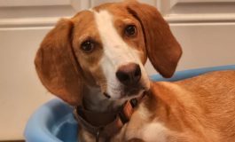 FSPCA needs volunteers, adopters, and fosters