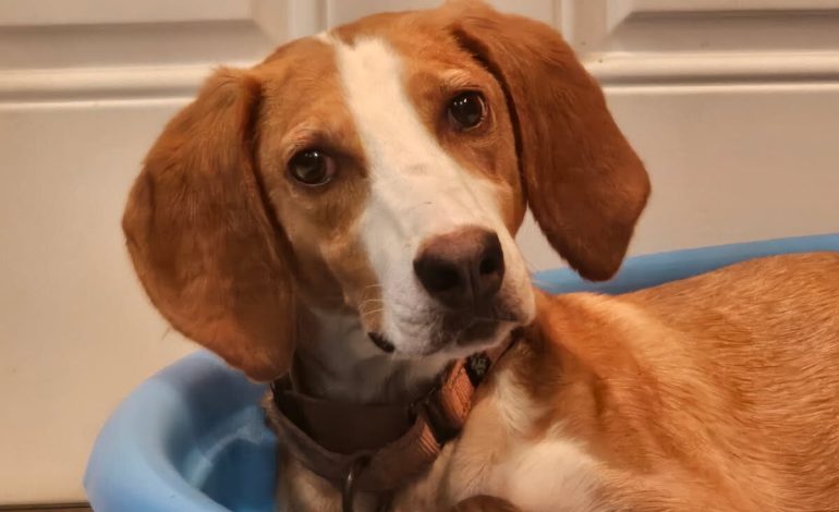 FSPCA needs volunteers, adopters, and fosters