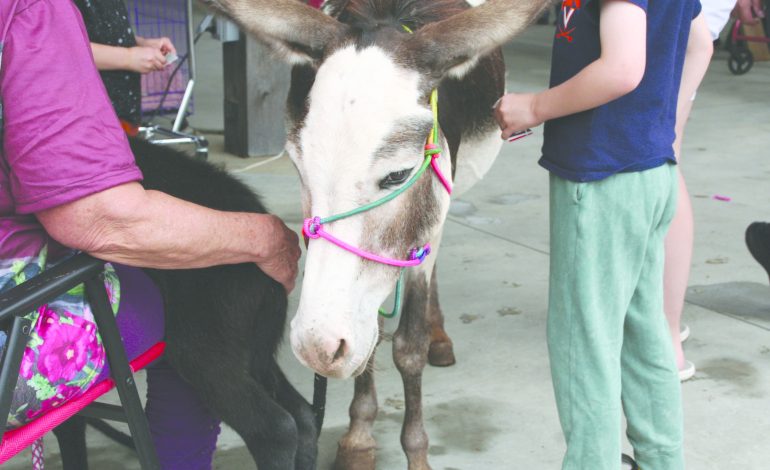 Fluvanna animal rescue groups to show at festival