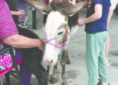 Fluvanna animal rescue groups to show at festival