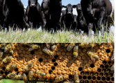 Farming for generations in Fluvanna