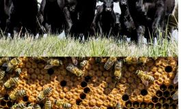 Farming for generations in Fluvanna